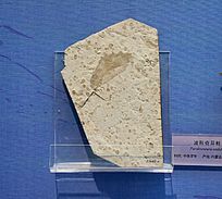 ���������Ȼ�ʯ