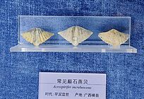 ������ʯ�౴