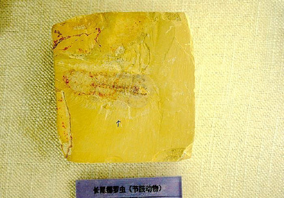 ��β���޳滯ʯ