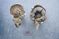 �������ر�����������Ҿ�ʯ