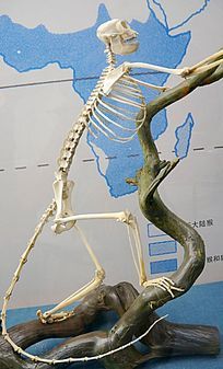 �����Ǽ�