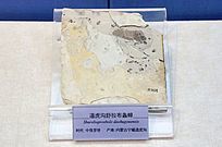 ����������������ʯ