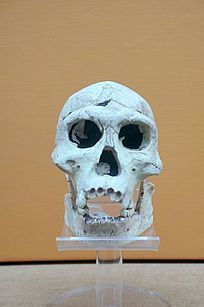 ������˹��ͷ��