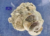 �����㻨��ʯ