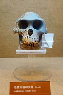 ��Գʦ����ͷ��