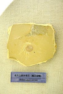 ��������ˮĸ����ʯ