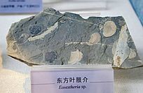 ����Ҷ֫�黯ʯ