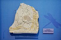 ������Ы��