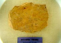 ����С�����滯ʯ