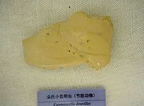 ����С�����棨��֫���