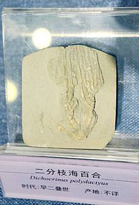 ����֦���ٺ�