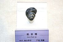 �����ݱ걾