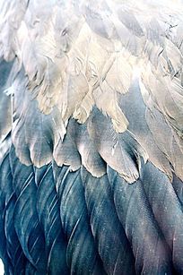 ��ë����