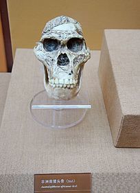 ������Գͷ��