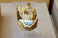 ������Գͷ�Ǳ걾