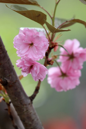 �ۺ�ɫ��ӣ��