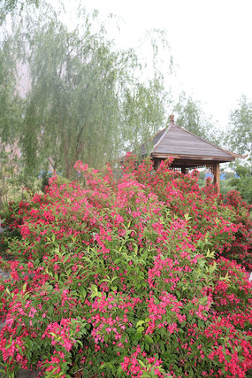 �ۺ�ɫ������ͤ