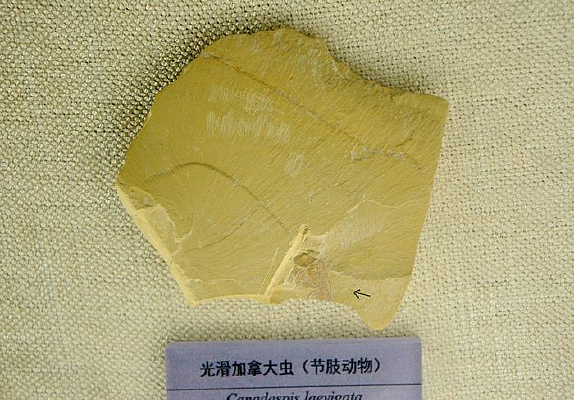 �⻬���ô�棨��֫�����ʯ