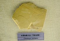 �⻬���ô�棨��֫�����ʯ