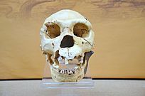 ���±���ͷ��