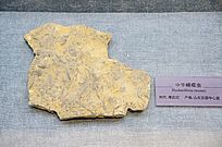 ������л������滯ʯ