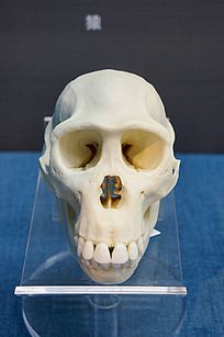 ������ͷ��