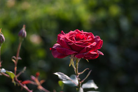 ��ɫ�¼���