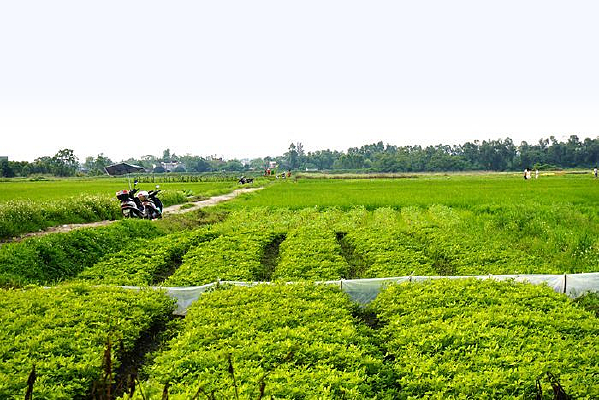 ������ֲ