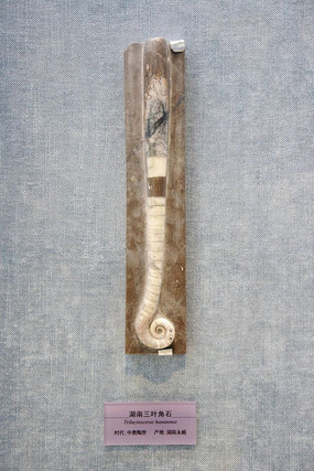 ������Ҷ��ʯ