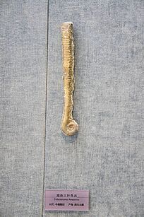 ������Ҷ��ʯ�걾