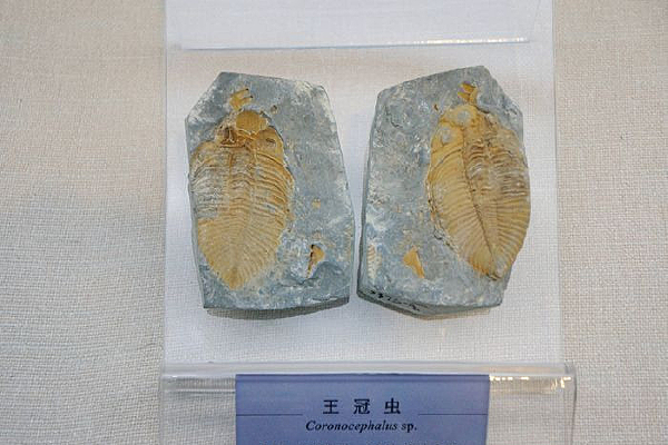 ������˳���������ڳ滯ʯ