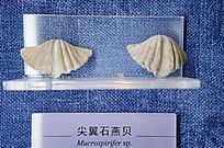 ����ʯ�౴