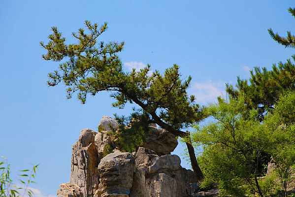 ��ɽ���ϵ�ӭ����