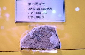 ���ΰ�˹Ǽ��ʯ