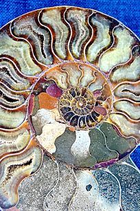 ������ͼ