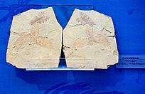 �޴����찢����󮻯ʯ