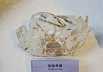 ��Ե��з��ʯ