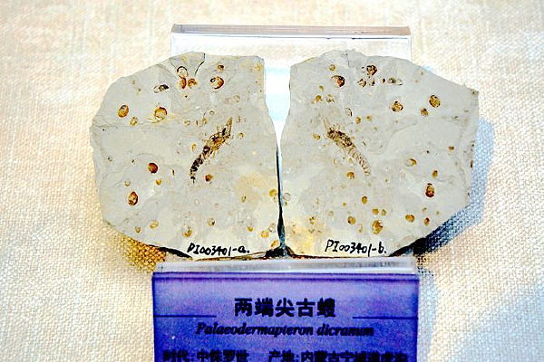 两端尖古螋化石