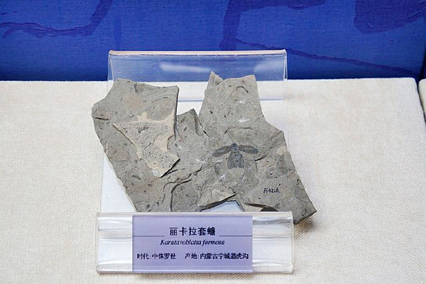 丽卡拉套蠊化石