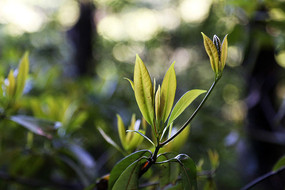 ����Ҷ��