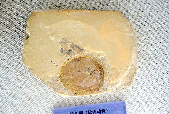 �����ݣ����嶯���ʯ