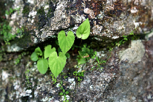 ʯ���е�Ҷ��