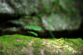 �����ϵ�ֲ��