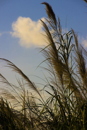 ���Ʈ�ݵ�Ұ��