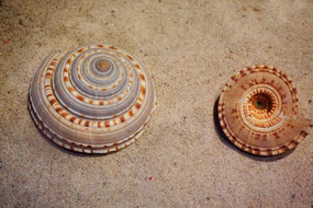 ���ݱ���