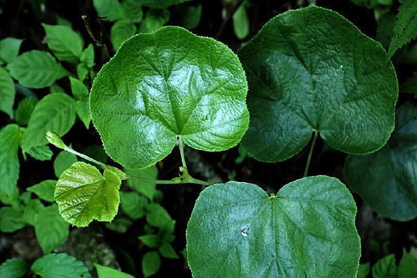 �����ȵ���Ҷ