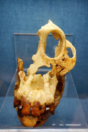 ����Գͷ�ǻ�ʯ