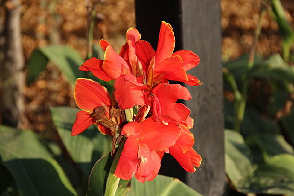 �����µĺ컨