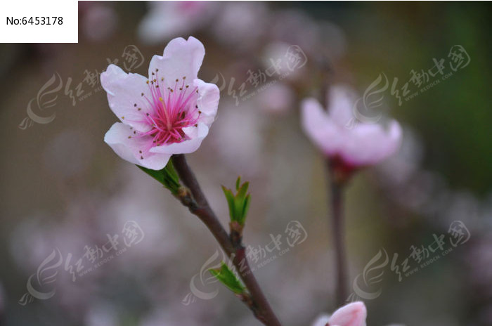 一朵桃花開得正豔