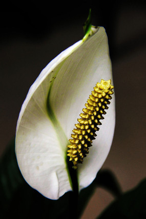 һ����˳������